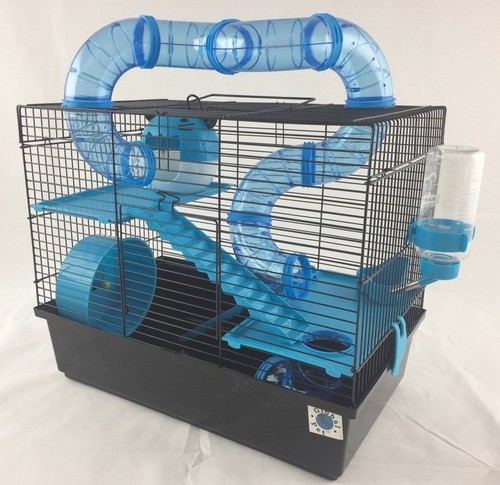 Bernie large dwarf hamster - bernie,