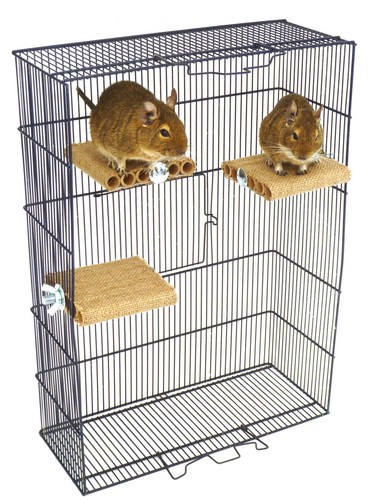 Totally degu shelf - totally,