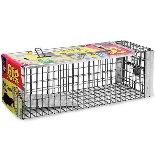 Big cheese live rat - cheese, cage