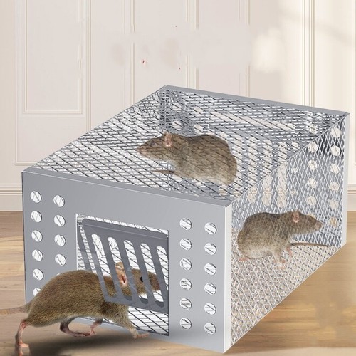 Mouse trap rat mice - mouse,